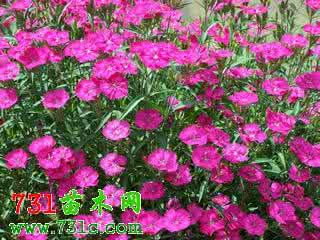 石竹花语 花语大全:石竹花花语