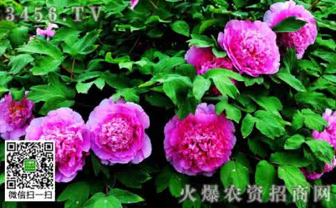 牡丹花开花季节 牡丹花开花季节 牡丹花期在什么时候 牡丹花的开花季节