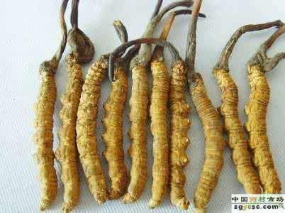 亚香捧虫草 注意！被捧上天的虫草不仅没用，还有问题