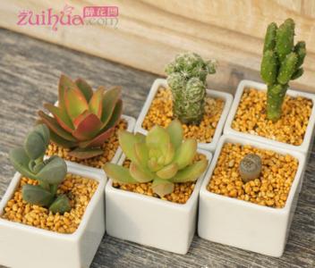 多肉植物的园艺 【园艺】常见的“春秋型“种 多肉植物