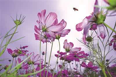 幸福像花儿一样 花儿有约：花儿需要你一起幸福地走下去！