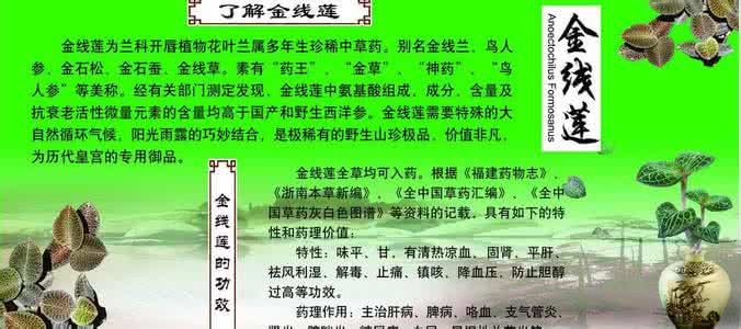 金线莲的功效与作用 金线莲的功效与作用 金线莲的功效价格怎么样