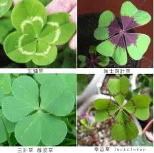 四叶草为什么叫幸运草 幸运草的种植方法 四叶草(幸运草)养护方法