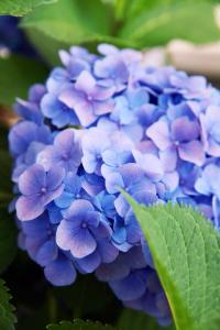 绣球花品种介绍 绣球花品种介绍 【绣球花价格】绣球花的作用及价格介绍