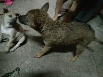 为什么土狗不容易生病 为什么土狗不容易生病 什么样的宝宝容易生病?宝妈必看