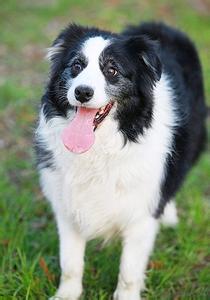 泰迪幼犬饲养方法 五到七周龄幼犬的饲养方法