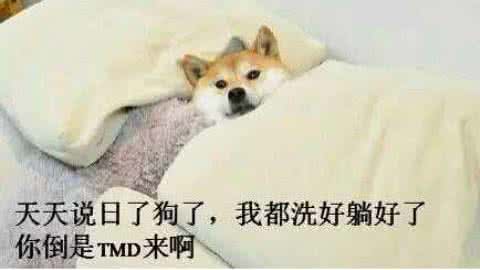 一看就不是正经猫 一看你们就不是正经汪！