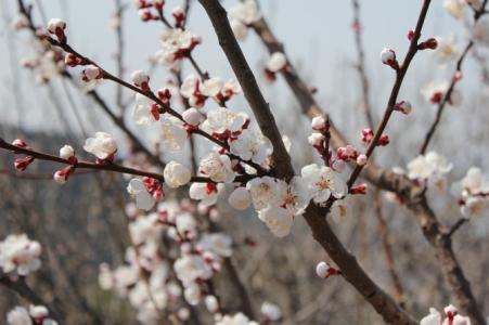 明星上的一粒微尘 一粒微尘的自白