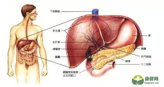 胆囊结石怎样治好 女子一年减肥20斤 胆囊长指甲大结石