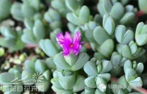 鹿角海棠 鹿角海棠特辑