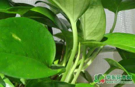 绿萝叶子发黄的原因 绿萝叶子发黄的原因 绿萝叶子发黄怎么办?