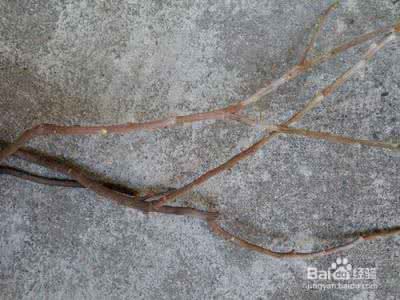 脆弱类杆菌 脆弱拟杆菌 脆弱拟杆菌_癌症放疗呕吐吃什么