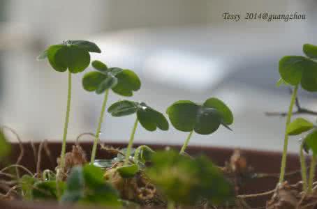 绿色植物生长过程 植物的生长过程 【植物的生长过程】绿色植物的生长过程