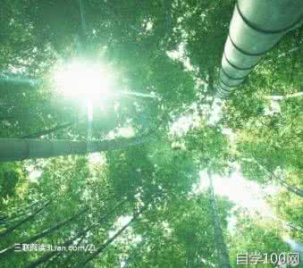 一颗竹子 修炼一颗竹的心