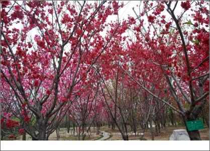 升龙桃花园著 梦中桃花园（图文）