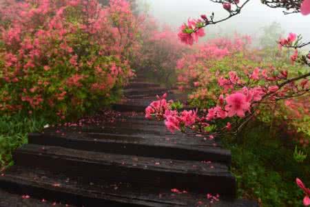 五月卅一日急雨中点击 五月的雨中