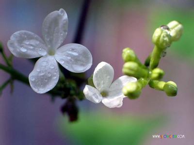 丁香花怎么种 丁香花多少钱 丁香花有多少种颜色