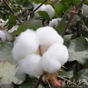 谷雨节气 谷雨时节民间习俗及吃啥好