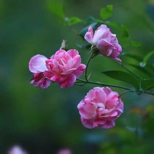 掬一捧清泉 濯我年华 素年，掬一捧馨香