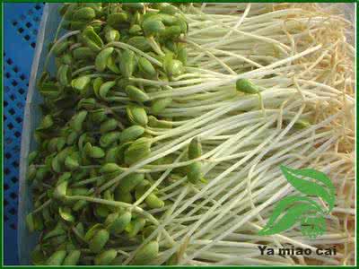 怎样生豆芽菜 巧生绿色豆芽菜