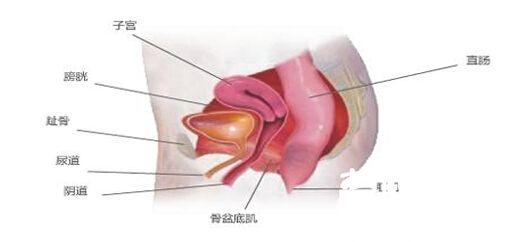 膀胱脱垂的症状 子宫膀胱脱垂的症状有什么？