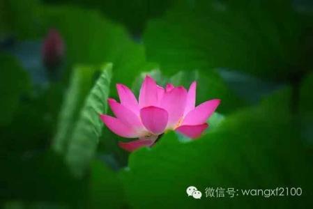 荷韵悠扬 朗诵 | 荷韵悠扬