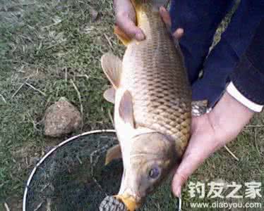 传统钓鲤鱼 传统钓鲤鱼技巧要注意的四大问题