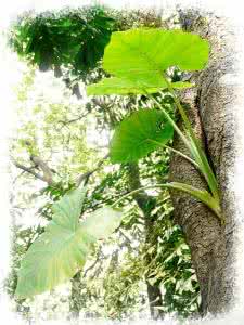 坦途 生命拒绝坦途