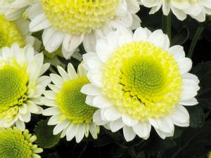 六神艾叶沐浴露 长汗斑用艾叶菊花浴