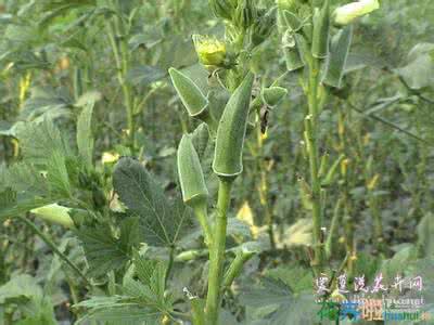 黄秋葵的功效与作用 黄秋葵的功效与作用 黄秋葵的功效与作用 你不知道的秘密