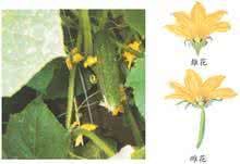 单生花和花序 单生花