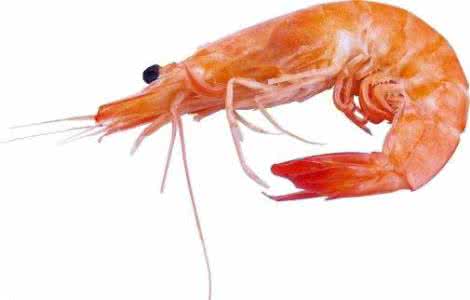 大鱼吃小鱼小鱼吃虾米 孕期吃虾比鱼更有益健康