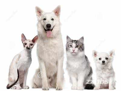 除了猫狗之外,什么宠物最好养