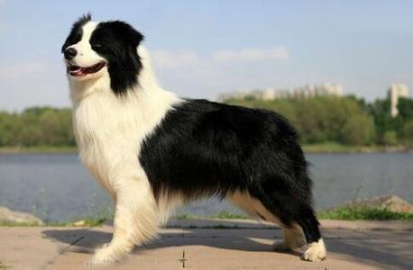 边境牧羊犬体味重吗 边境牧羊犬的体味重吗