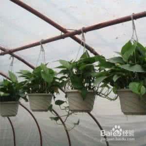 绿萝吊兰的养殖方法 几种典型植物的养殖方法 11绿萝吊兰的养殖方法