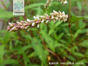酸模叶蓼 酸模叶 閰告ā鍙?閰告ā鍙剁殑鍔熸晥涓庝綔鐢╛涓嵂閰告ā鍙禵閰告ā