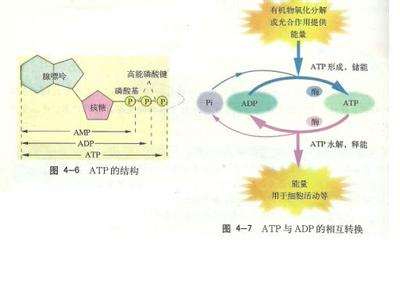 atp网球 ATP