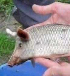 一条忍着不死的鱼 一条忍着不死的鱼（深度好文）