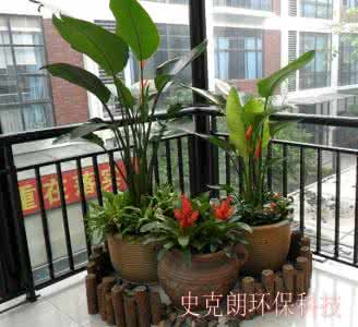 室内花卉摆放风水 室内花卉摆放风水 室内适合摆放什么花卉植物