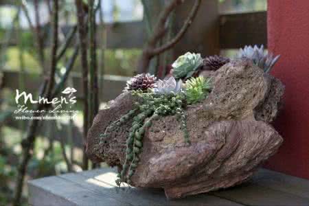 多肉植物如何栽培 多肉植物栽培五要点