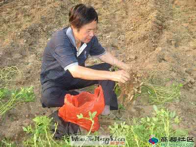 梦见捡花生 女人梦见捡花生 梦见拣花生