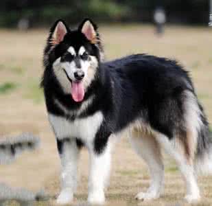 阿拉斯加犬好不好养 阿拉斯加犬好养吗 阿拉斯加犬好养吗,怎么养好阿拉斯加犬?