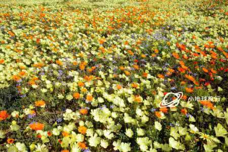 春梦殿锦 春梦殿锦Anacampseros rufescens‘Sunrise’基本养护