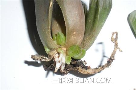 玉露烂根补救方法 玉露烂根怎么办