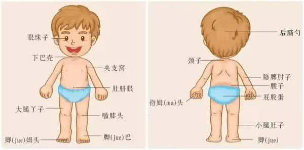 人的身体构造 人的身体构造是怎样的