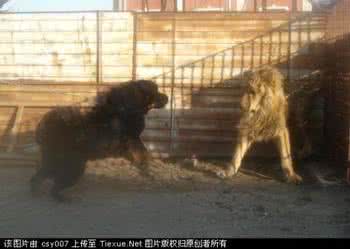 藏獒和狮子打斗视频 藏獒第一次见狮子 如果可以,定制狮愿和你一起面对每个第一次