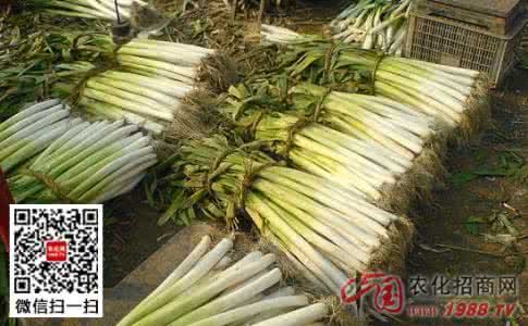 大葱的种植方法 贮藏大葱的七种方法