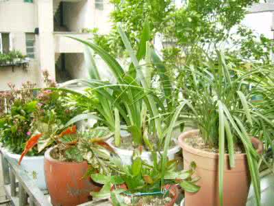 阳台养花 阳台养花 在阳台上养花、吃饭、这生活太好了！