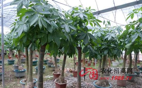 发财树养殖注意事项 发财树的养殖方法 发财树养殖注意事项