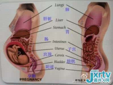 怀孕后内脏变化动态图 怀孕后内脏 一张动图告诉你，怀孕后，你的内脏都被挤到哪了